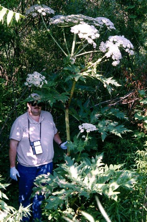 Giant Hogweed New York Invasive Species Information