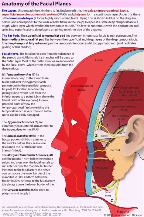 The Fascial Planes Of The Temple And Face Human Anatomy And