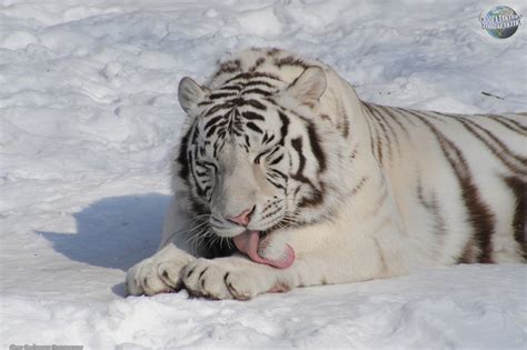 Белый Тигр Фото Животного Фото
