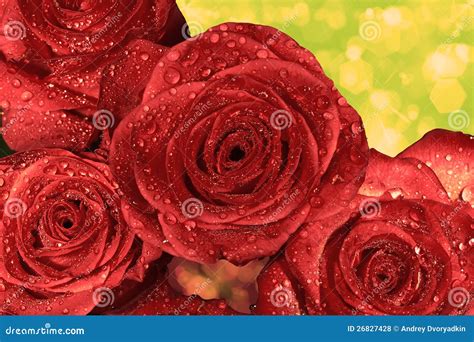 Roses Humides Rouges Avec Des Gouttelettes Deau Photo Stock Image Du