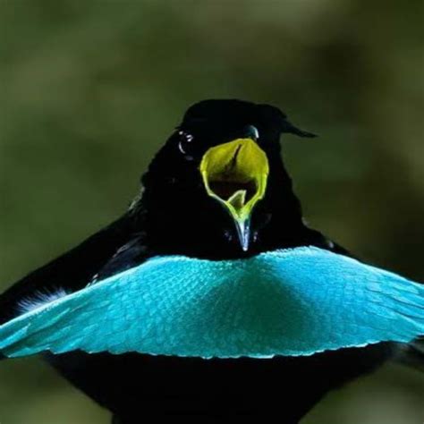 Here Are the World's Most Unique Birds