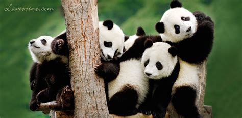 5 Top Places To See Giant Pandas In China La Vie Zine