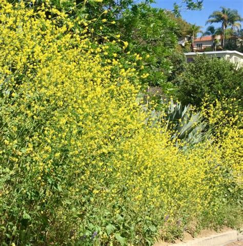 Black Mustard The Pretty Boy Of Invasive Weeds Is Now Blooming Like