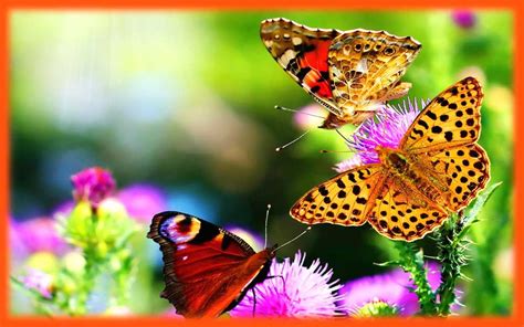Gambar Kupu Kupu Dan Bunga Most Beautiful Butterfly Plants That