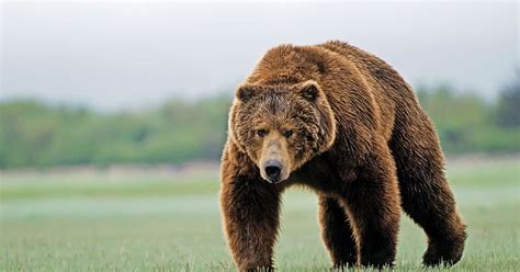 Animals Of The World Brown Bear