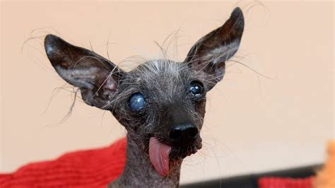 Ugliest Dog Day 2023 Us Facts Dates And History