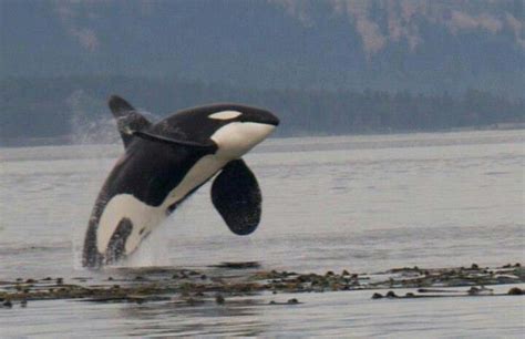 Orca In British Columbia Orca Whale Sea Creatures