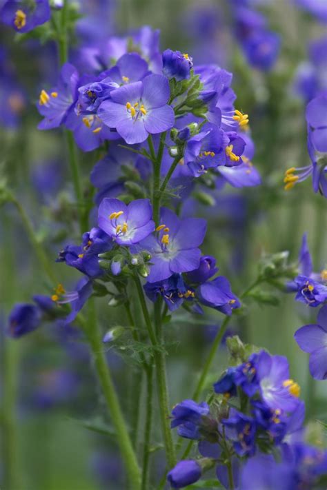 And even when its flowers fade, you can enjoy this plant's pretty foliage all summer long; 15 Best Shade Perennials - Shade-Loving Perennial Flowers ...