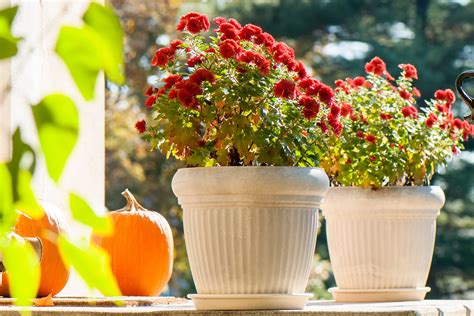 How To Overwinter Mums In Pots Hunker Potted Mums Planting