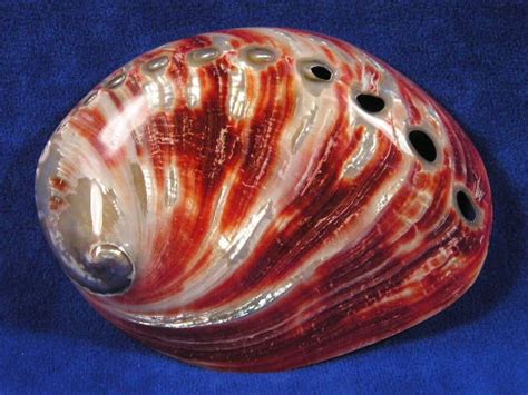 Polished Red Abalone Haliotis Rufescens Sea Shells Shells Shell