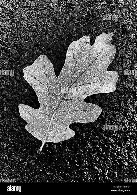 Oak Leaf With Mist Droplets In Black And White Stock Photo Alamy