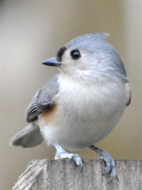 Se Texas Birding And Wildlife Watching Other Winter Birds