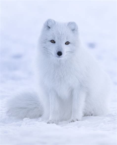 Raposa ártica Arctic Fox Abcdefwiki