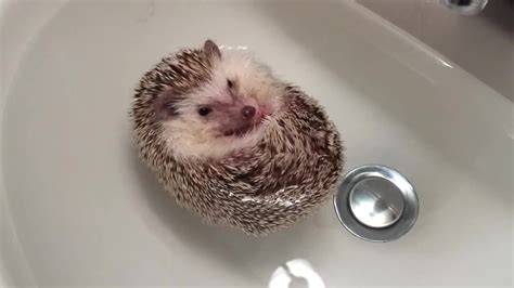 When Can I Bathe My Baby Hedgehog Baby Bath Shoprite