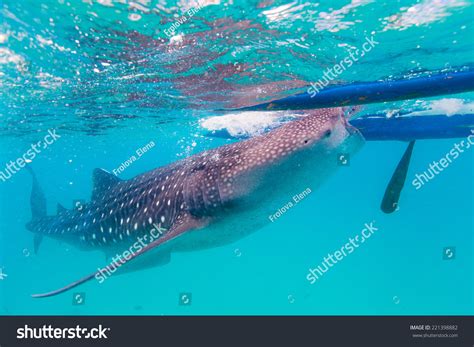 Underwater Shoot Gigantic Whale Sharks Rhincodon Stock Photo 221398882