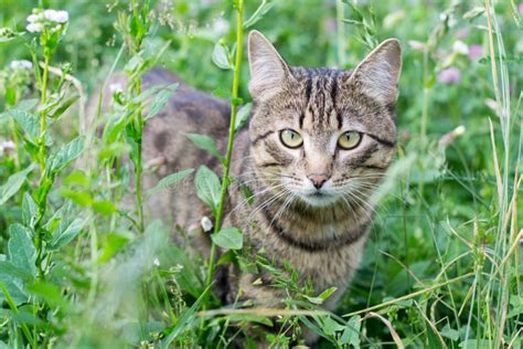 Striped Fluffy Cat Sitting In The Green Grass Stock Photo Image Of