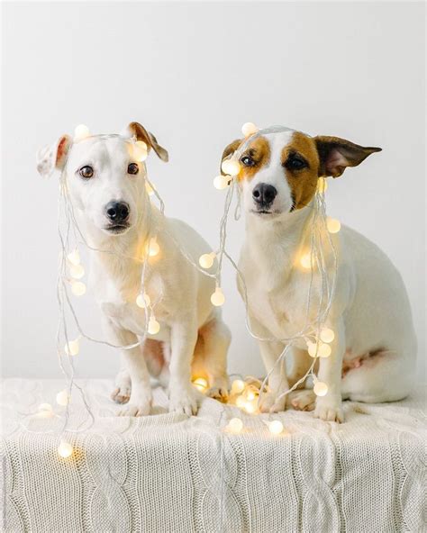 View Funny Dogs And Fairy Lights By Stocksy Contributor Duet