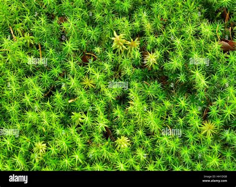 Polytrichum Commune Moss Polytrichum Commune Isolated Peat Moss