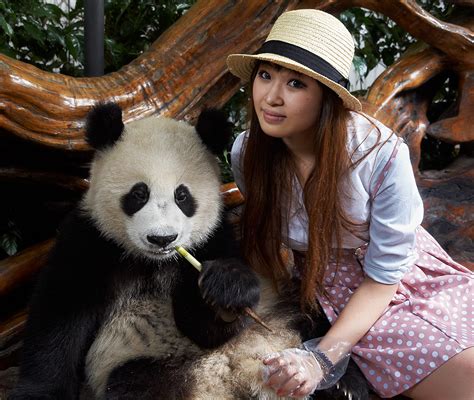 Chengdu Panda Rescue Base Matts Asia Travels