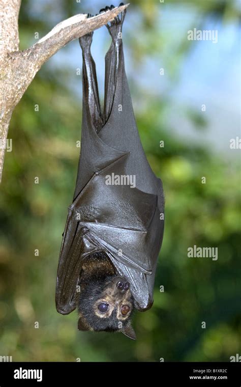 Pteropus Conspicillatus Spectacled Flying Fox Hanging From Branch In
