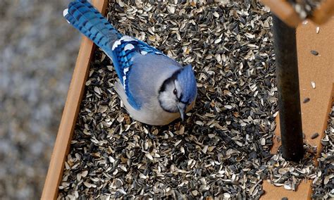 Patricia martin, the author of made possible by succeeding with sponsorship, has written extensively about how charities can develop the skills, attitudes, and insights that make working with corporate sponsors easier. 12 Tips on How to Attract Blue Jays to Your Yard (2021 ...