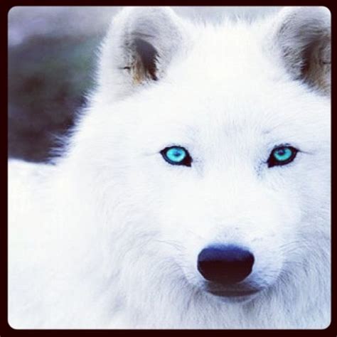 White Wolf Crystal Blue Wolf With Blue Eyes Arctic Wolf Wolf Dog