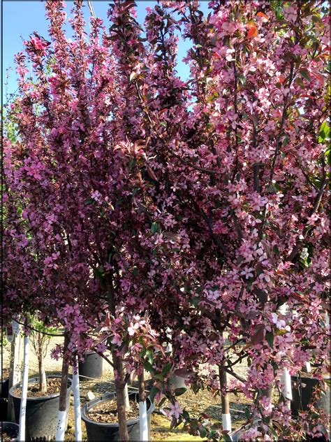 Showtime Crabapple Trees Today Nursery