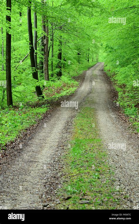 Forest Path Spring Stock Photo Alamy