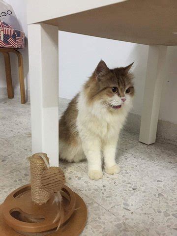 Hey guys, thank you for watching! Persian Cat For Adoption - 5 Years, Taffy from Damansara ...