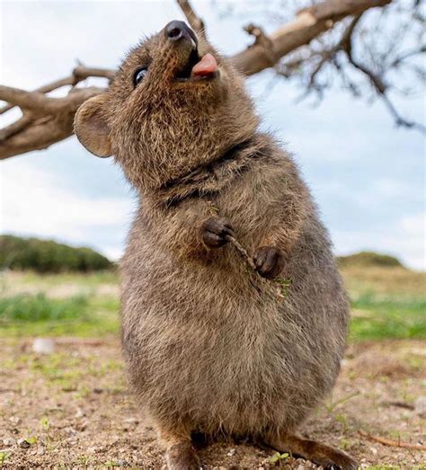 Quokkas In Rottnest Island Western Australia Happy Animals Cute