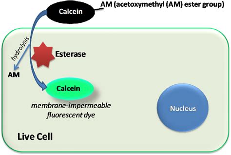 Mode Of Action Of Calcein Am Dye In Emitting Fluorescence In Live