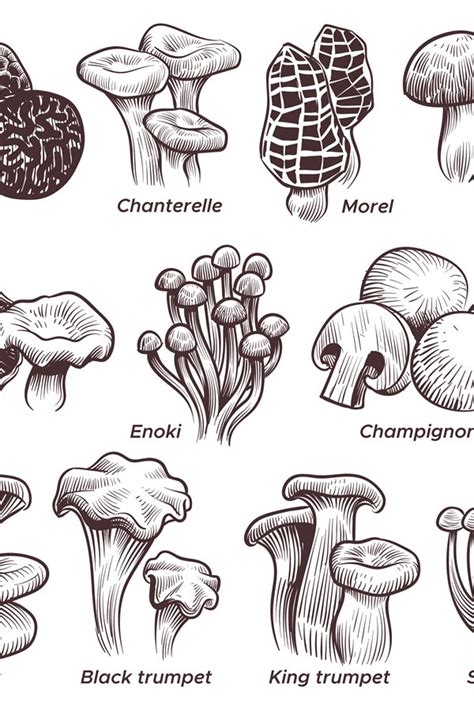 Sketch Mushrooms Hand Drawn Various Mushroom Morel Truffl