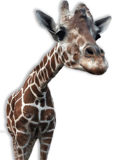 Giraffe Close Up Transparent Png Stickpng In 2020 Giraffe Large