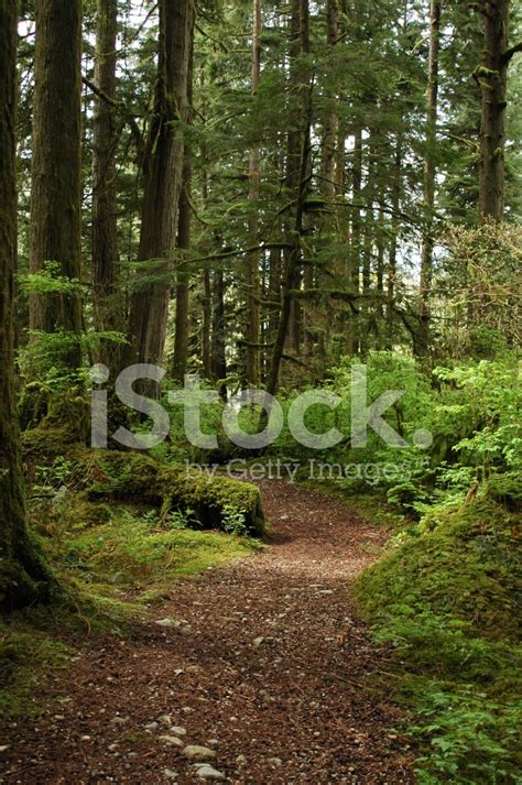 Temperate Rainforest Trail Stock Photo Royalty Free Freeimages