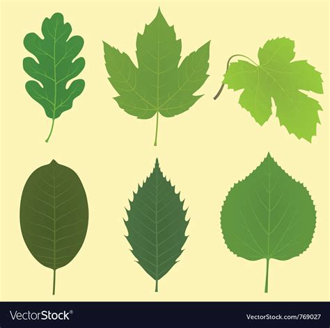 Collection Leaves Royalty Free Vector Image Vectorstock