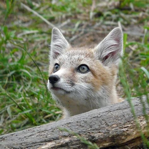 Eyeing A Bird Baby Swift Fox Photographed At The Calgary Z Nancy