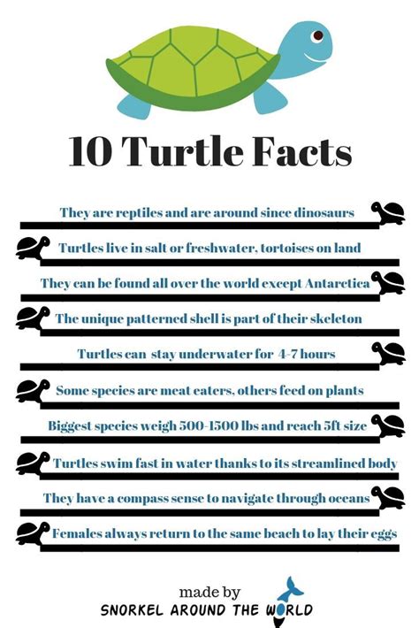 10 Facts About Sea Turtles