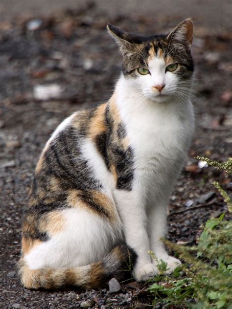 ¿estos Gatos Son Calicó