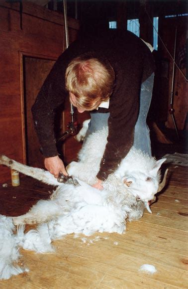 Shearing A Goat Goats And Goat Farming Te Ara Encyclopedia Of New
