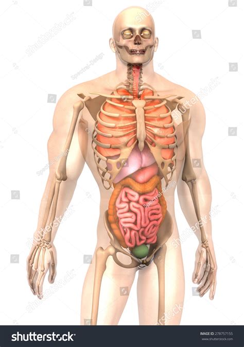 D Visualization Human Anatomy Internal Organs Stock Illustration