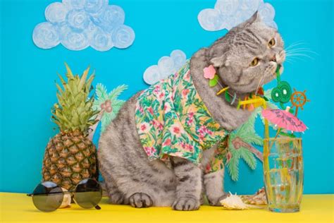 Thinking about giving your kitty some of the extras off your plate? Can Cats Eat Pineapple? | HappyPetsNow.com