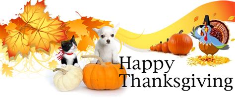 Contents cute images with turkey to have a happy thanksgiving day the best thanksgiving pics with wishes for friends Thanksgiving for Pets