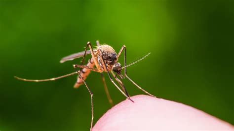 West Nile Virus Detected In Kuna Mosquitoes Getty Images