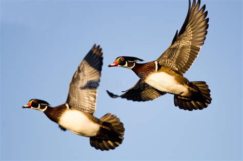 Pair Of Wood Ducks Flying In A Blue Sky Stock Image Image Of