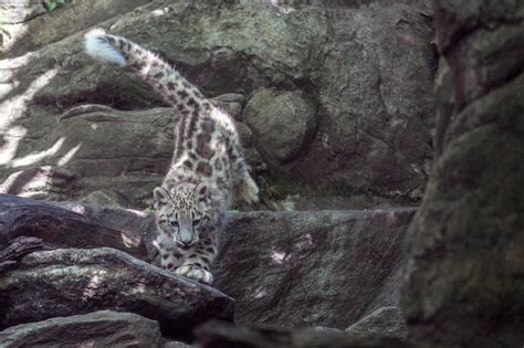 Snow Leopard Cub At Bronx Zoo Makes Adorable Debut Photos Video