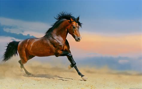 Kho ảnh Hình Nền Ngựa đẹp Cho Máy Tính Miễn Phí Cực Chất Lượng Cao