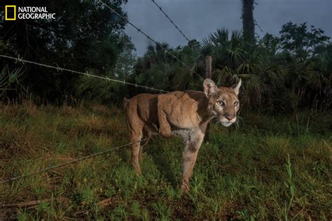 story of florida panther s progress peril featured in national geographic wusf