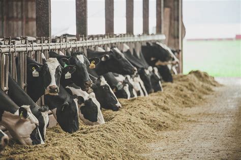Cows Feeding At Dairy Farm Chilliwack Photograph By Christopher Kimmel Fine Art America