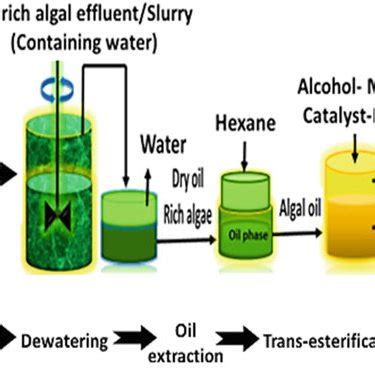 Schematic Representation Of Bioethanol Production From Microalgae