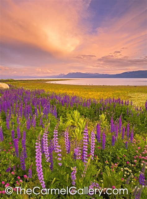 Wildflower Sunset Lake Tahoe